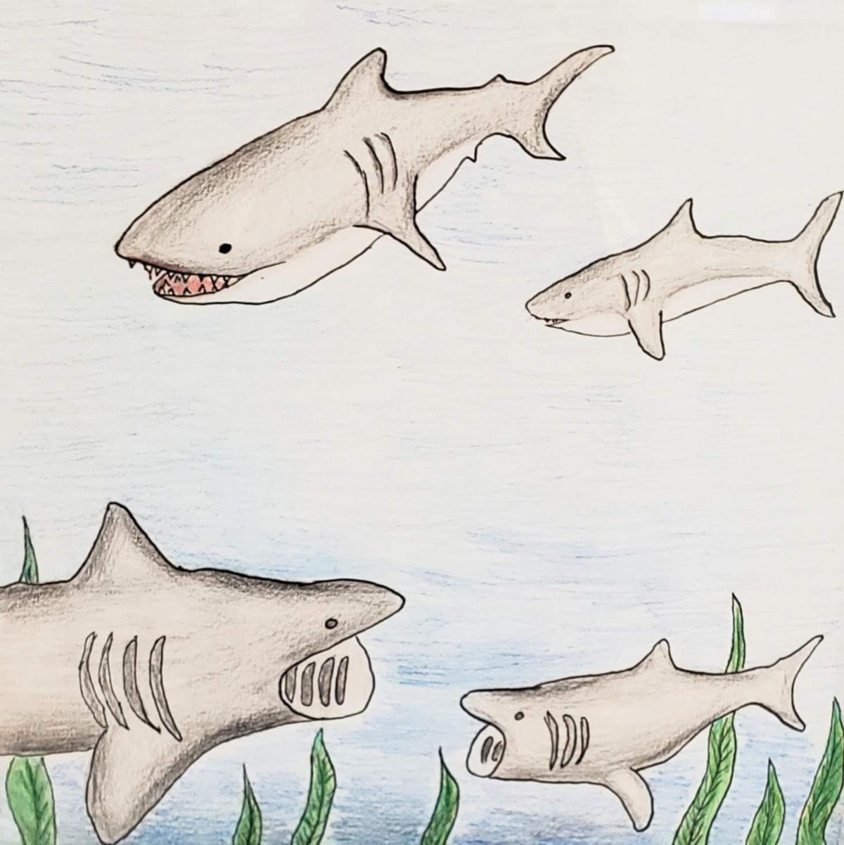 Violet Allen Sharks
