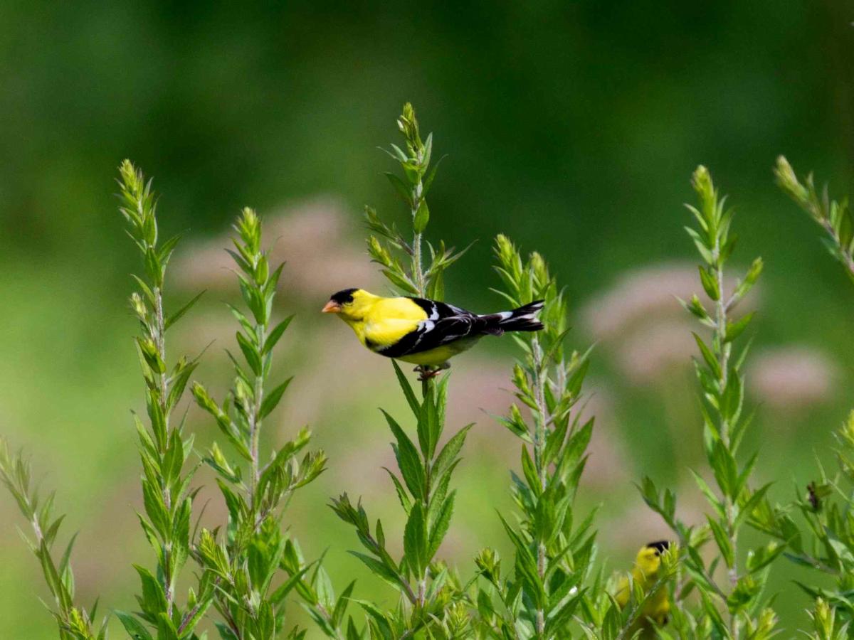 Goldfinch ME Audubon