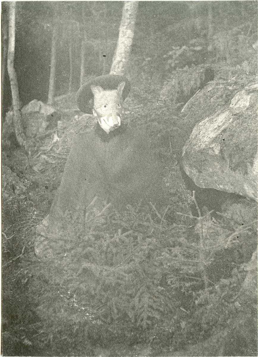 Mr Fox at Fox Dens Item 9084