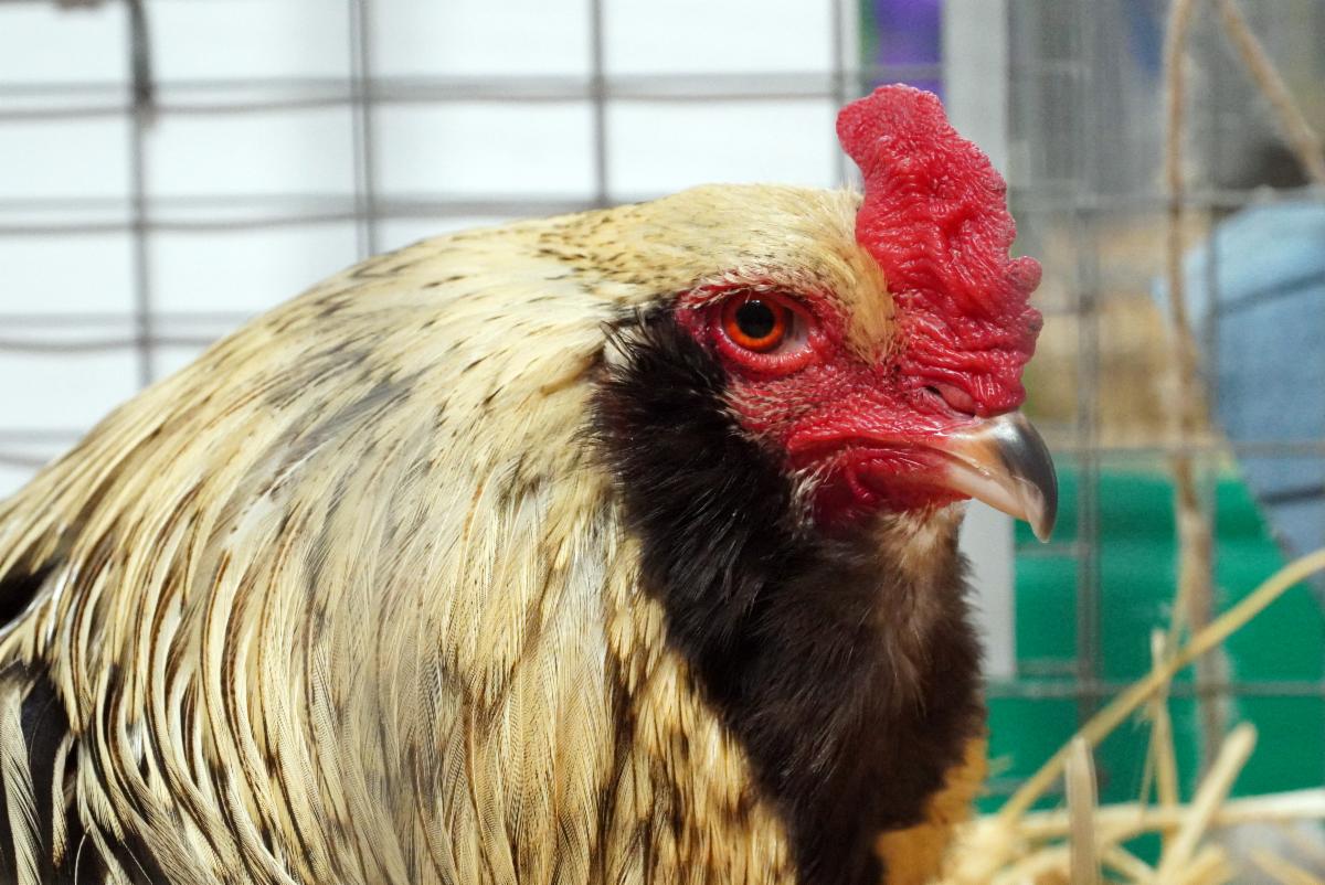  4-H Poultry and Pigeon Projects 
