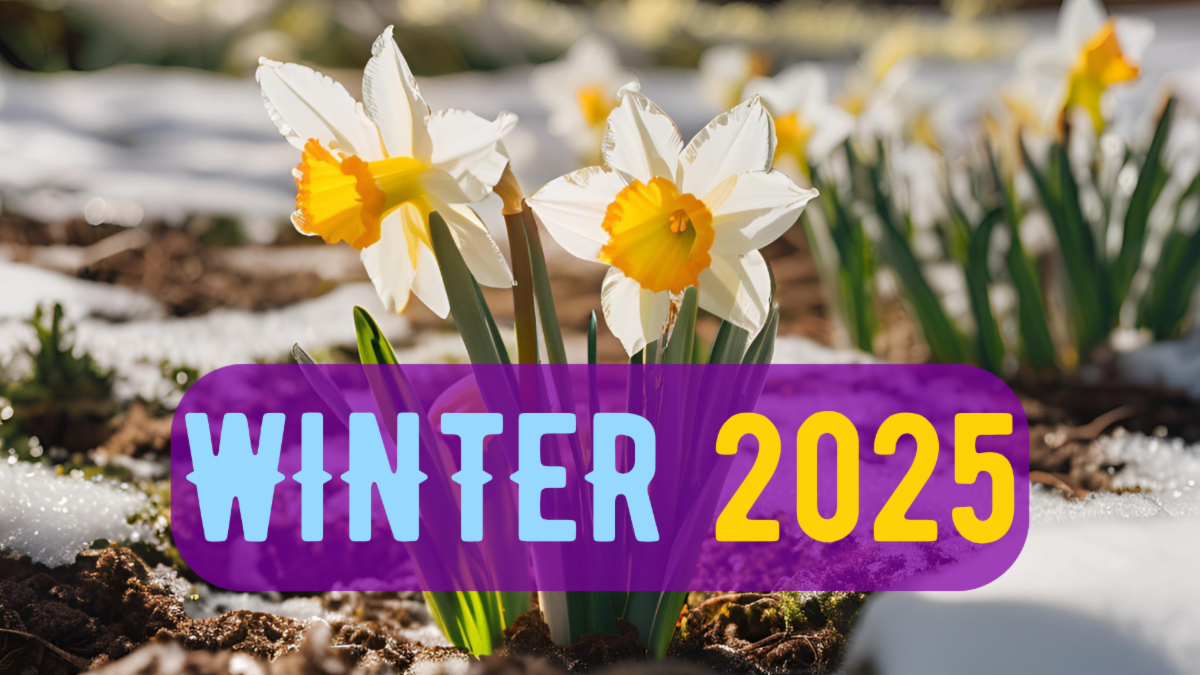 Background of daffodils budding in melted snow with the text WINTER 2025 IN BLUE AND YELLOW WITH PURPLE BACKGROUND