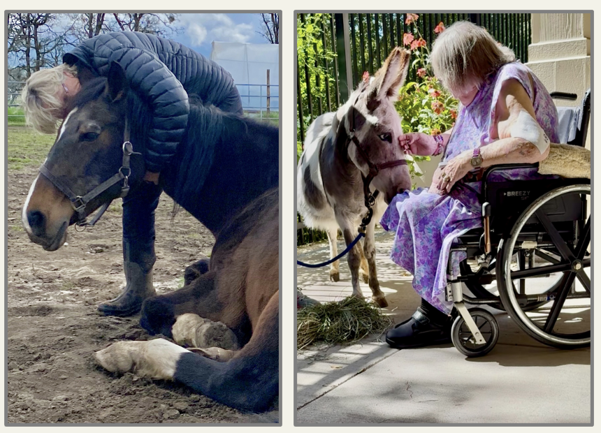 Healing with Horses Year-End Update