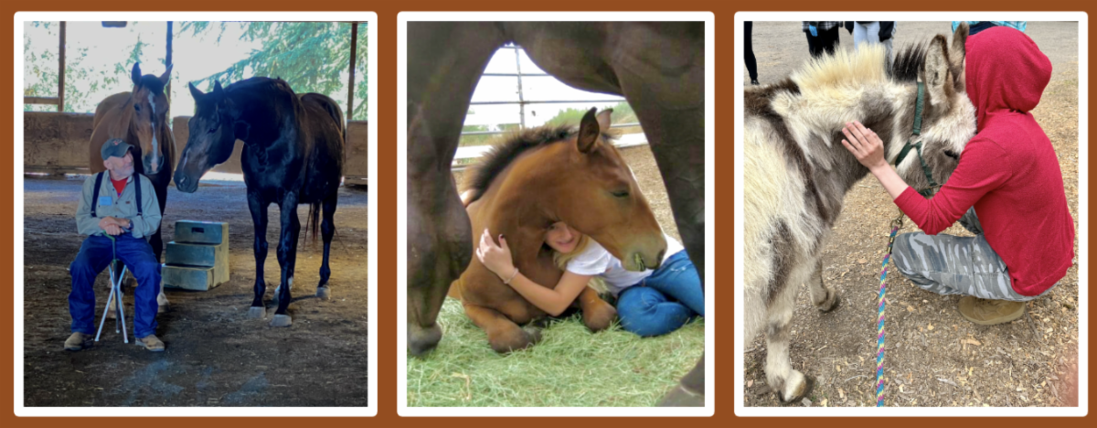 Horses. Healing. Hope.