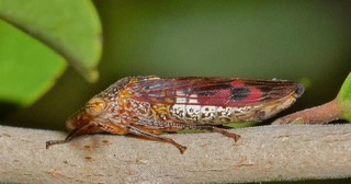 Side view of a glassy-winged sharpshooter perched on a branch.