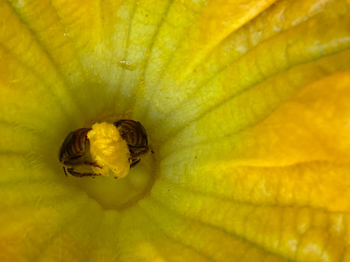 Two squash bees resting in a yellow-green flower.