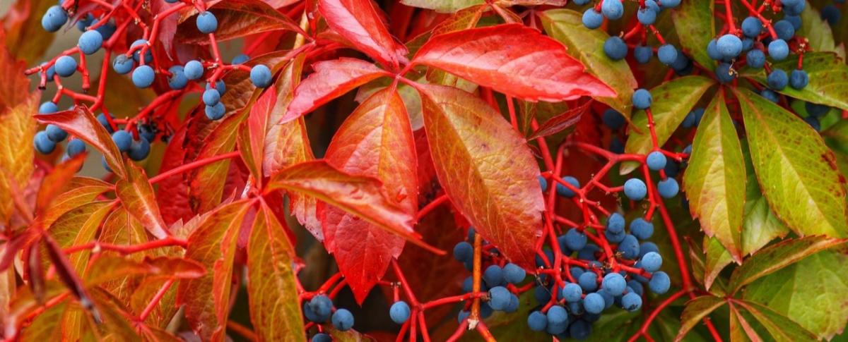 Red and green leaves with blue colored berries.