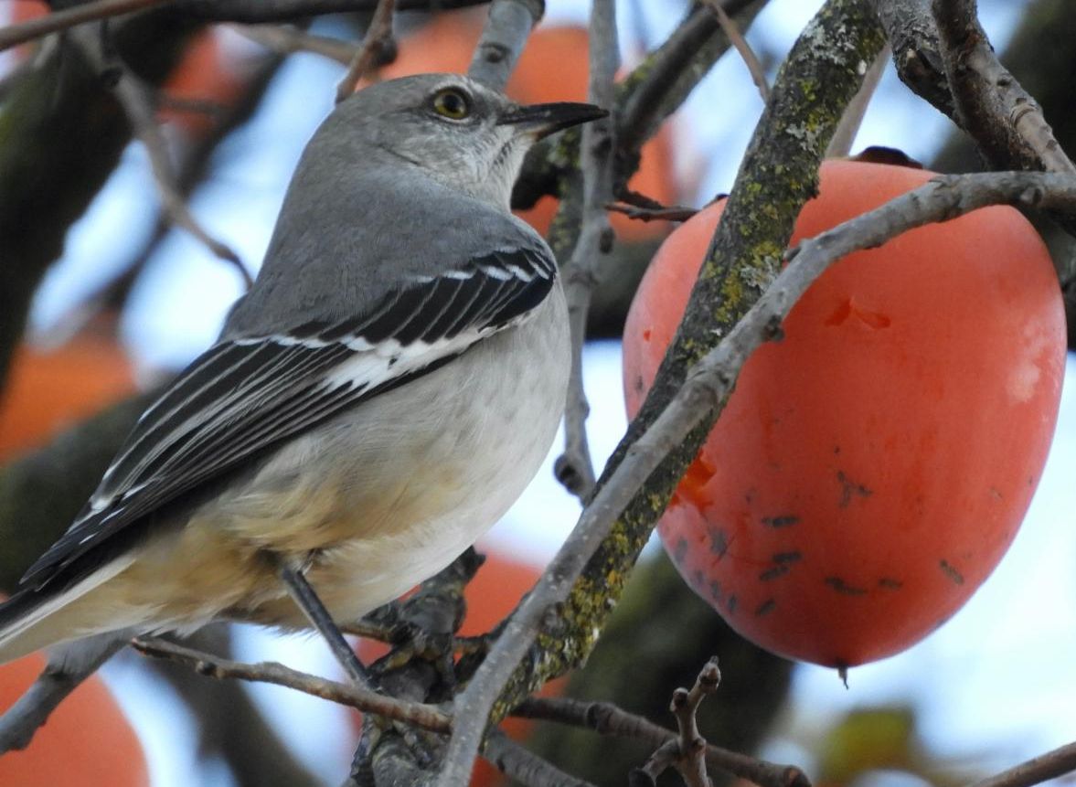A mockingbird perched on the branches of a persimmon tree.