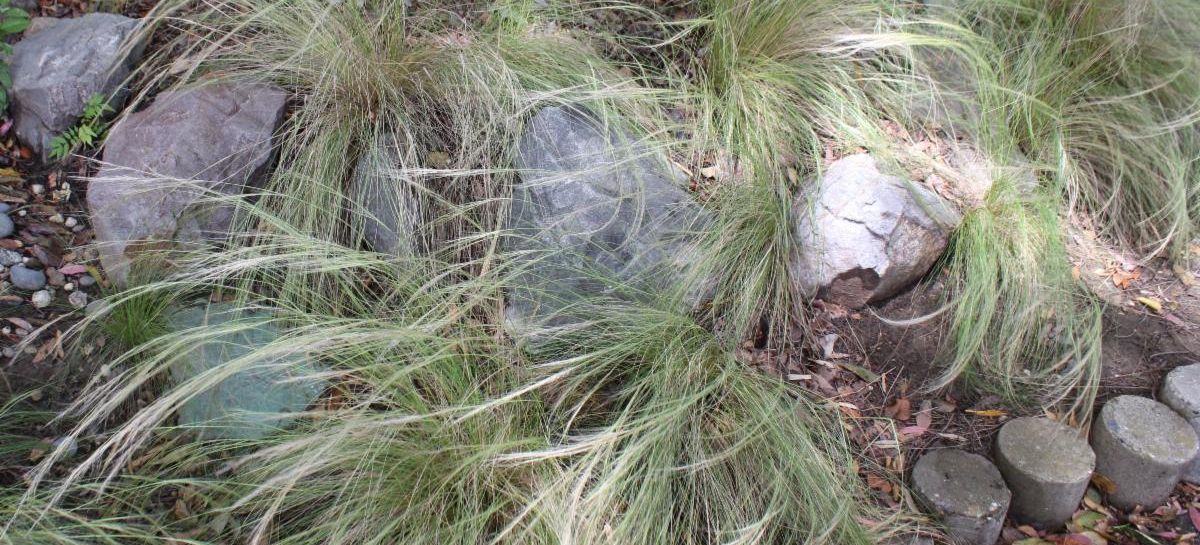 Long, green, needle grass planted among rock in a garden.