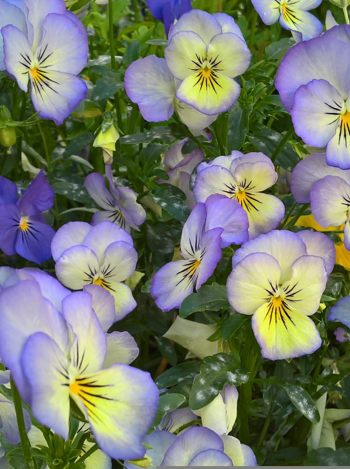 Lavender and yellow violas growing with lush green leaves.