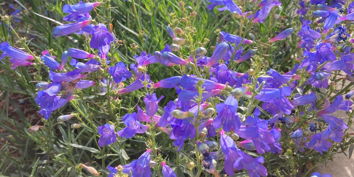 Foothill Penstemon in bloom.