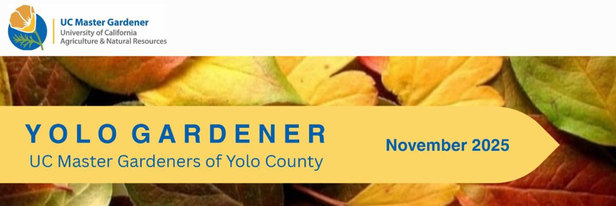 University of California Agriculture & Natural Resources -  UC Master Gardeners of Yolo County - Yolo Gardener Newsletter - November 2025 Issue. 