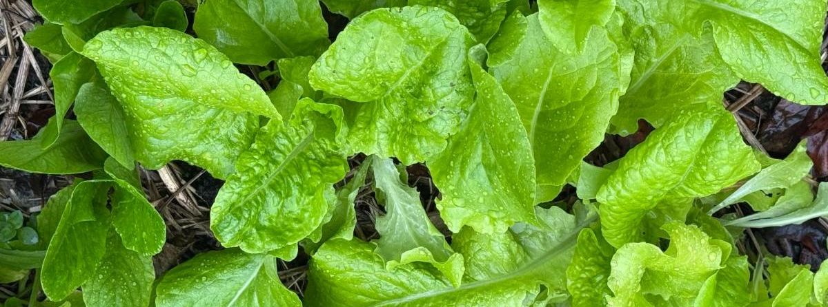 Image of fresh young lettuces in my garden