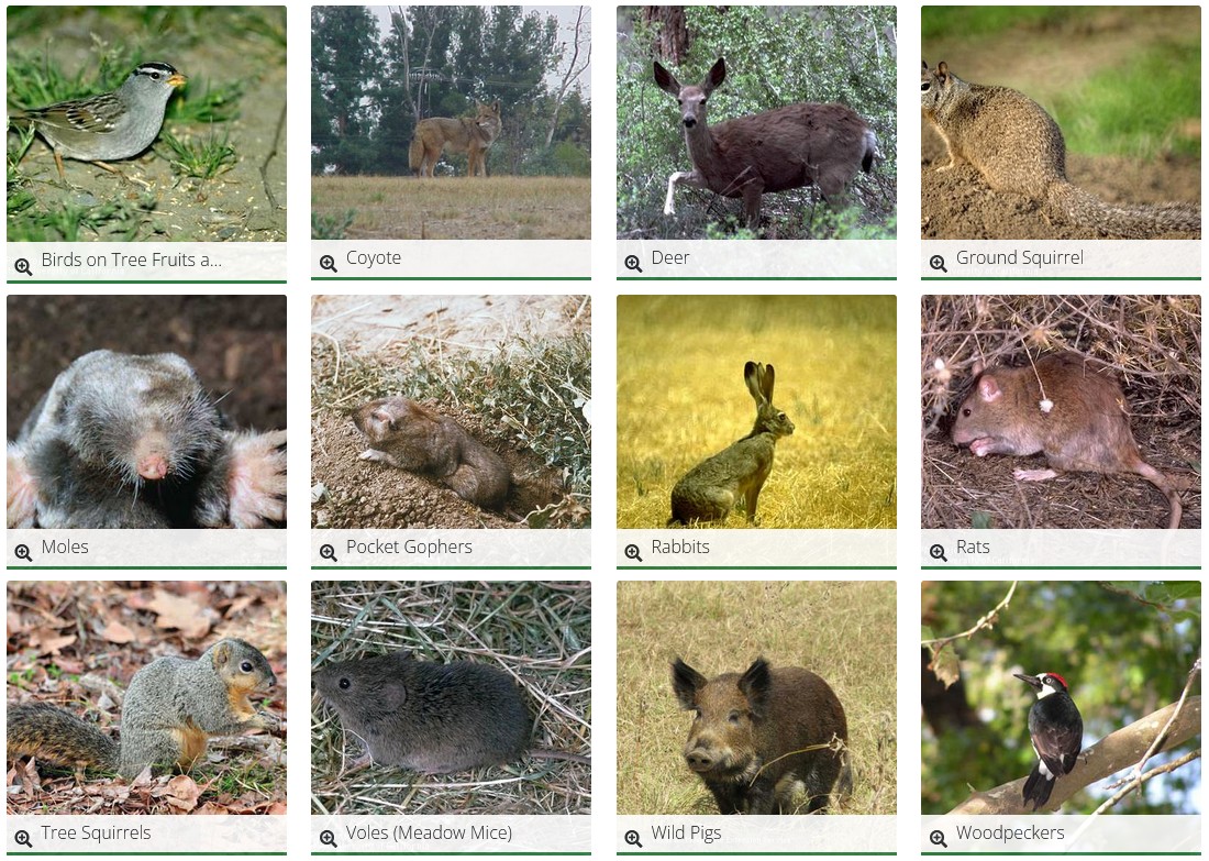 Potential wildlife pests including birds, coyotes, moles, gophers, squirrels, voles, deer, rats, rabbits, and wild pigs.