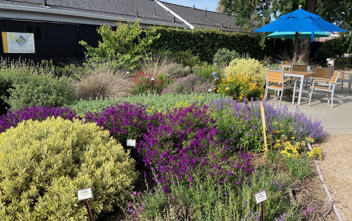 Photo of the beautiful Winters Community Library Teaching Garden with a variety of labeled plants. 