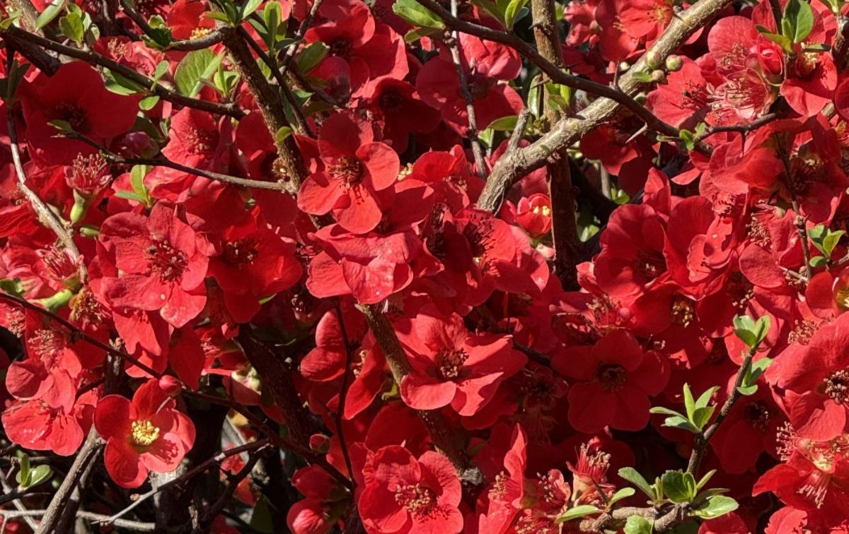 Flowering quince.