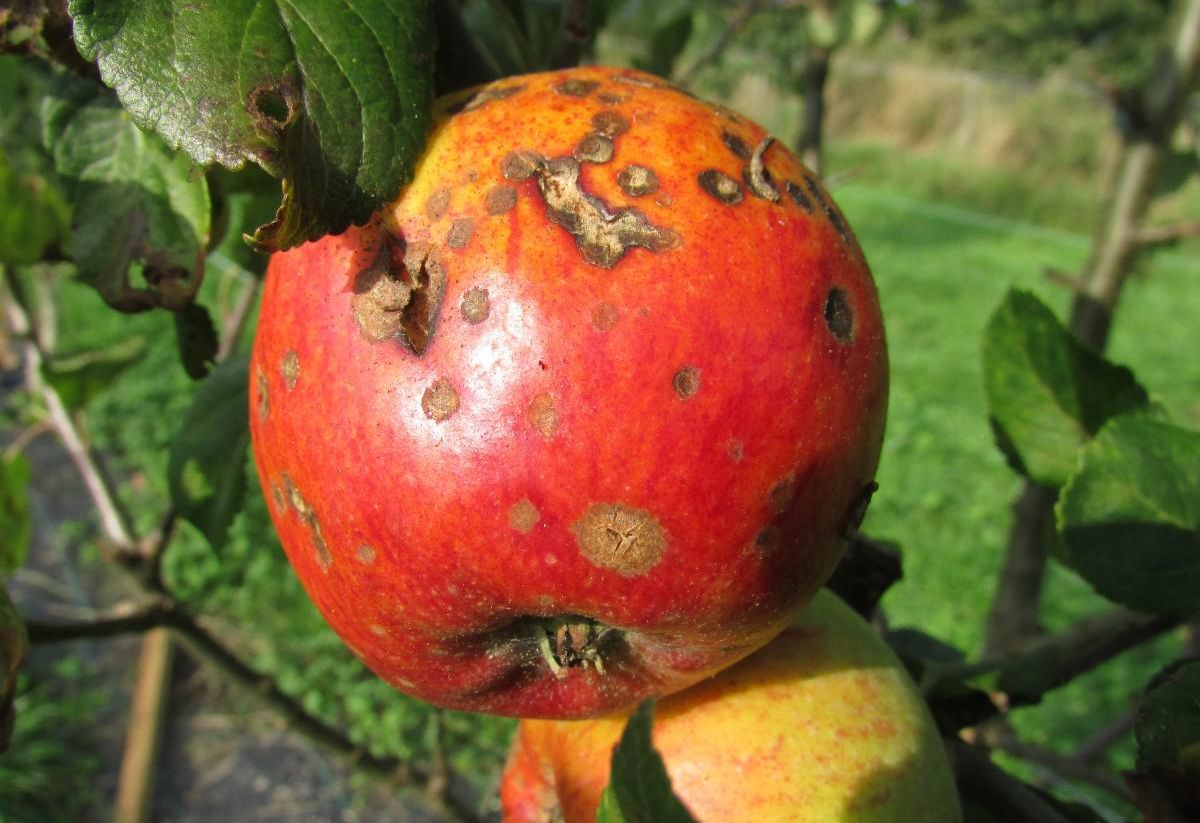 Photo of an apple with apple scab fungal disease.