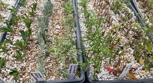 Plant cuttings rooting in trays.