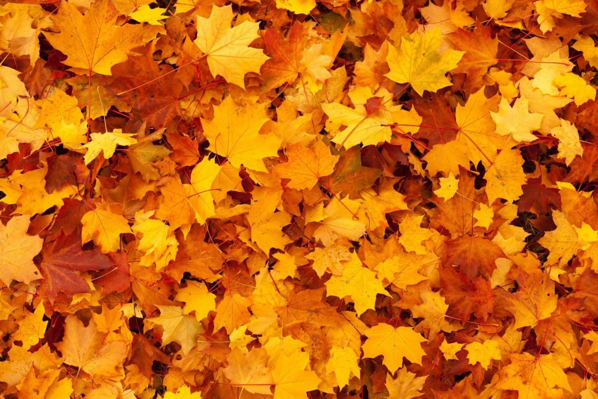 Photo of a pile of beautiful red and orange leaves.