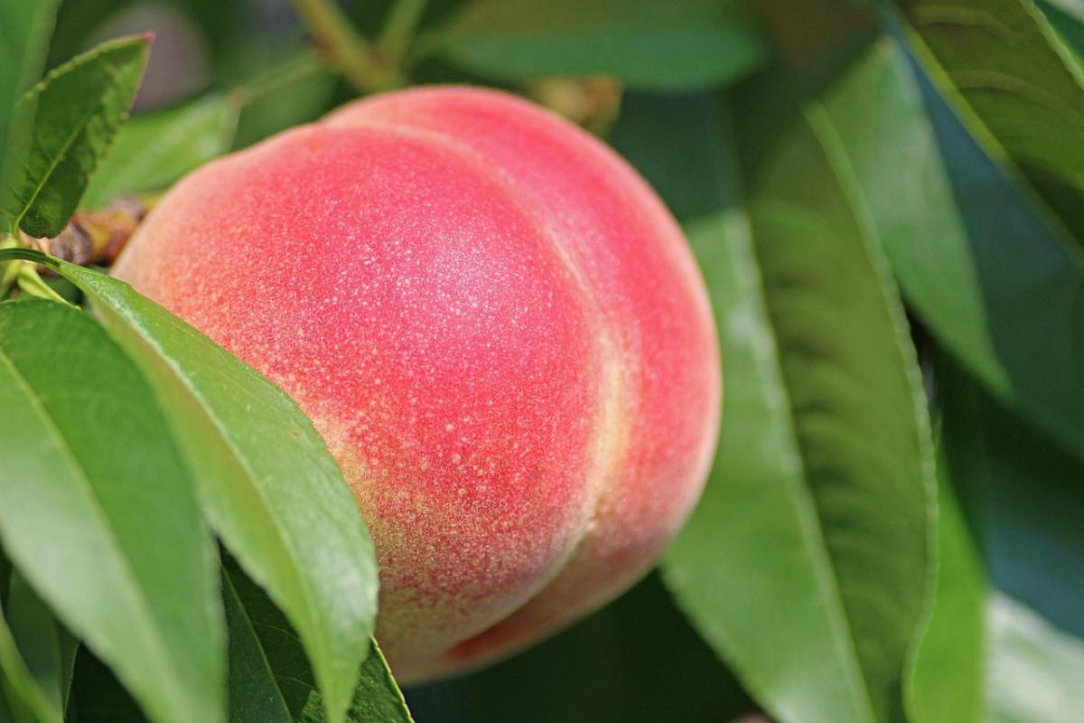Photo of a peach growing on a tree.