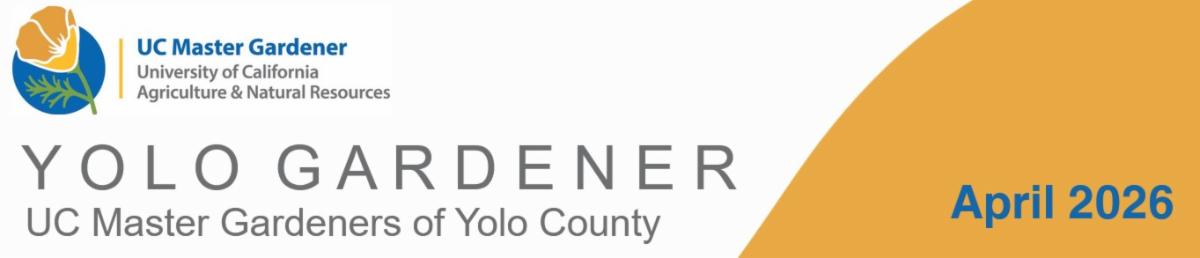 Yolo Gardener â UC Master Gardeners of Yolo County â April 2026.