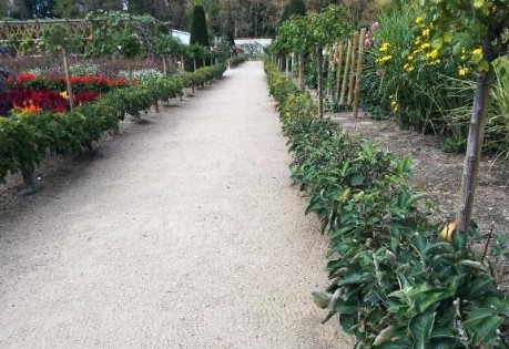 Stepover purned apple trees planted along a walkway.