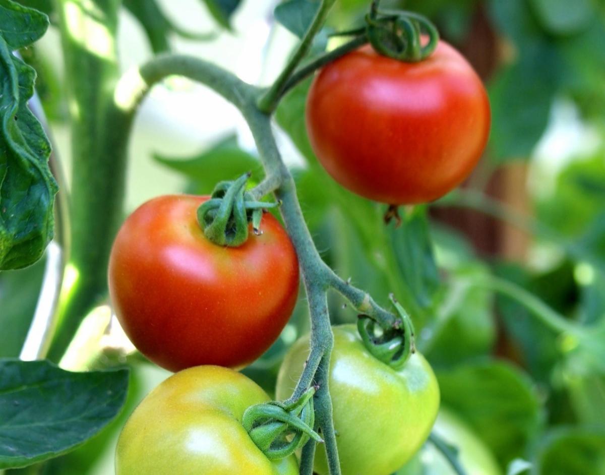 Photo of ripe red and unripe green tomatoes growing in a cluster on a tomato plant.