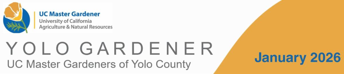 Yolo Gardener - UC Master Gardeners of Yolo County - January 2026