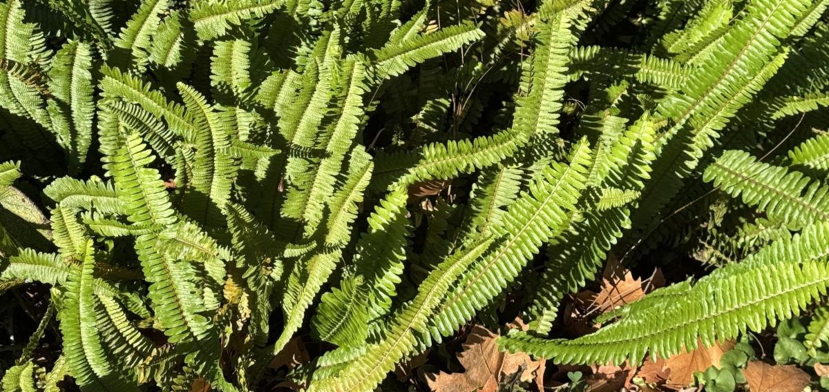 Nephrolepis cordifolia fishbone fern.