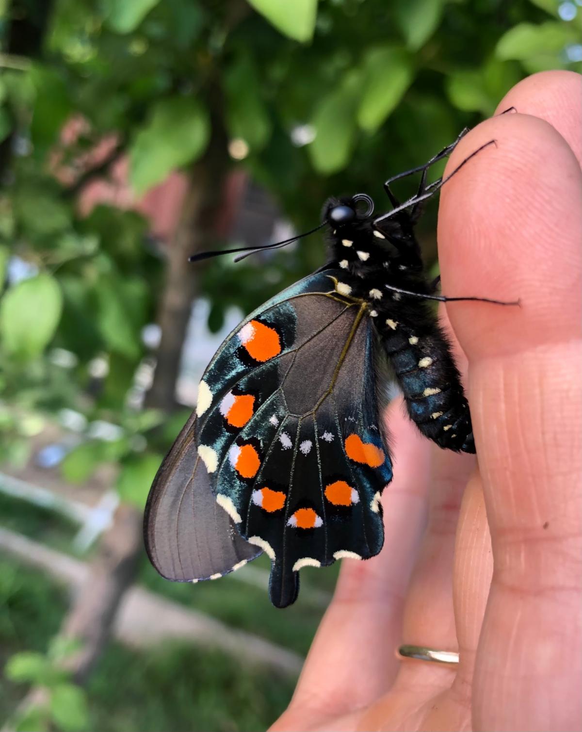 Photo of a pipevine swallowtail pausing on a hand.