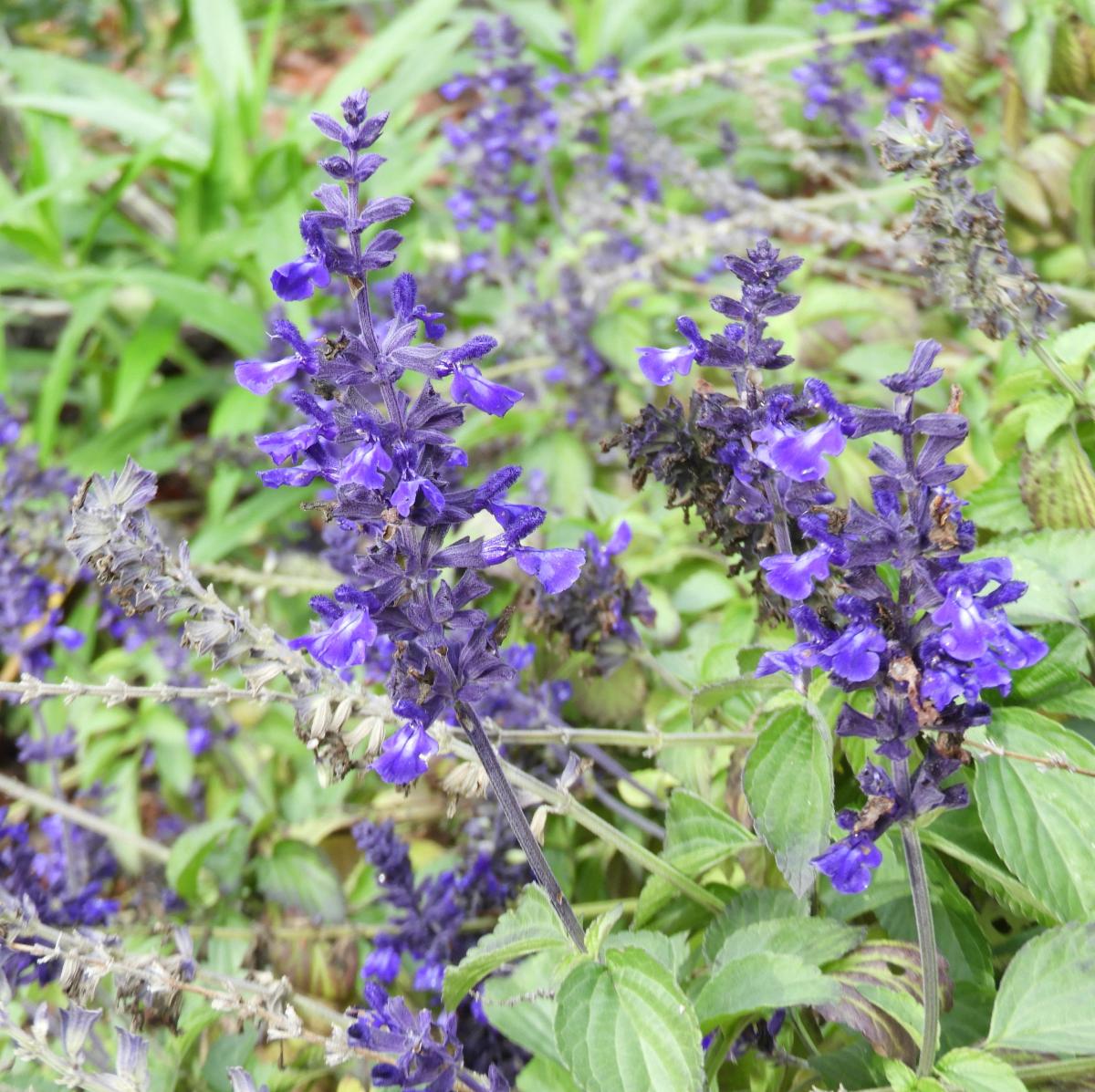 Purple blossoms on a Salvia âAnthony Parker.â  