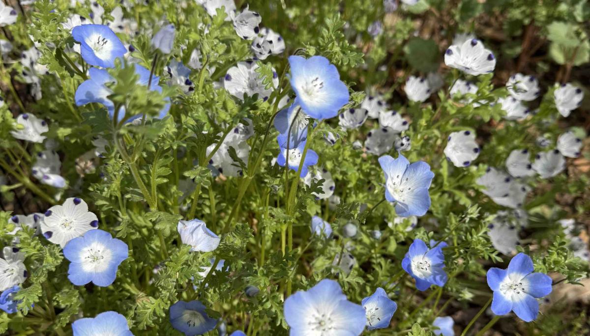 Mixed planting of Baby Blue Eyes and Baby Five Spot.