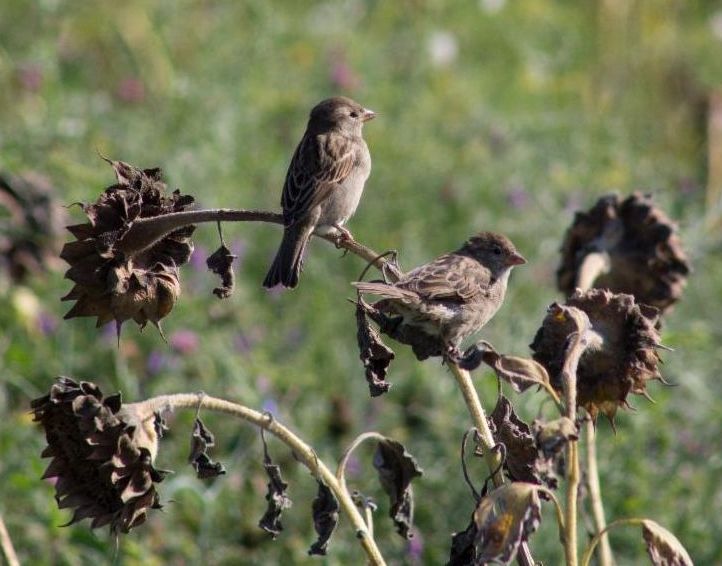 Dried sunflowers provide food for wildlife during winter.