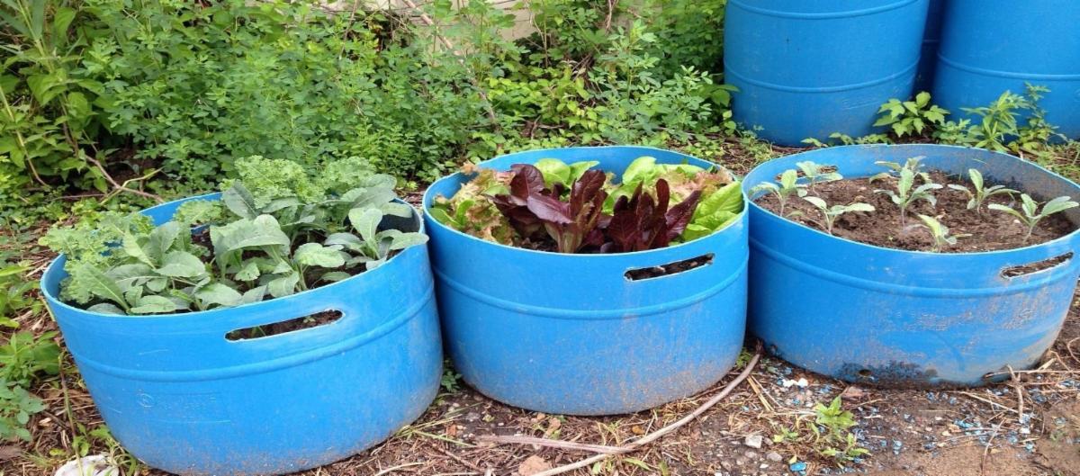 Three plastic bins in a row planted with vegetables.