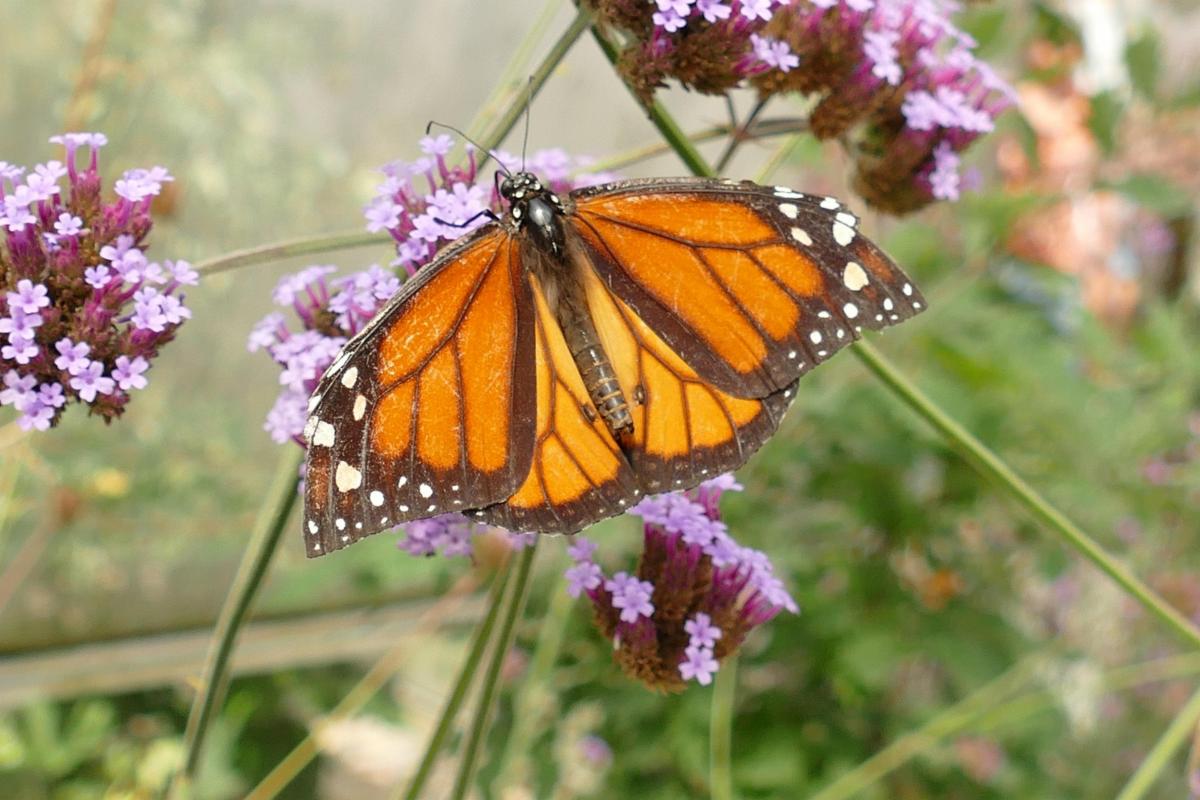 Photo of an orange and brown monarch butterfly perched on a flower stalk. 