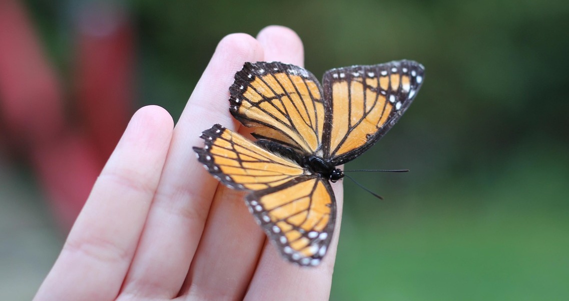 Monarch butterfly resting on a person's fingers.