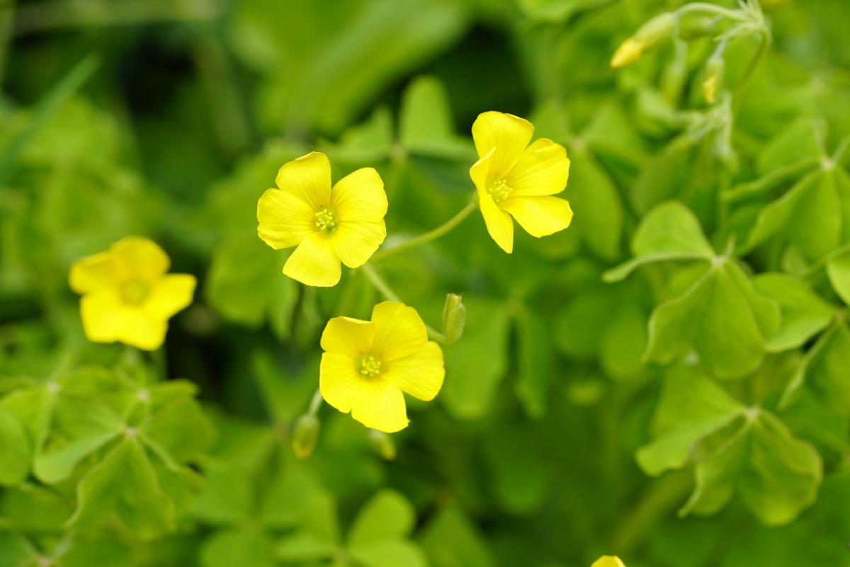 Close up photo of an oxalis plant with light yellow flowers.
