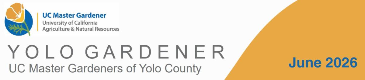 Yolo Gardener â UC Master Gardeners of Yolo County â June 2026.