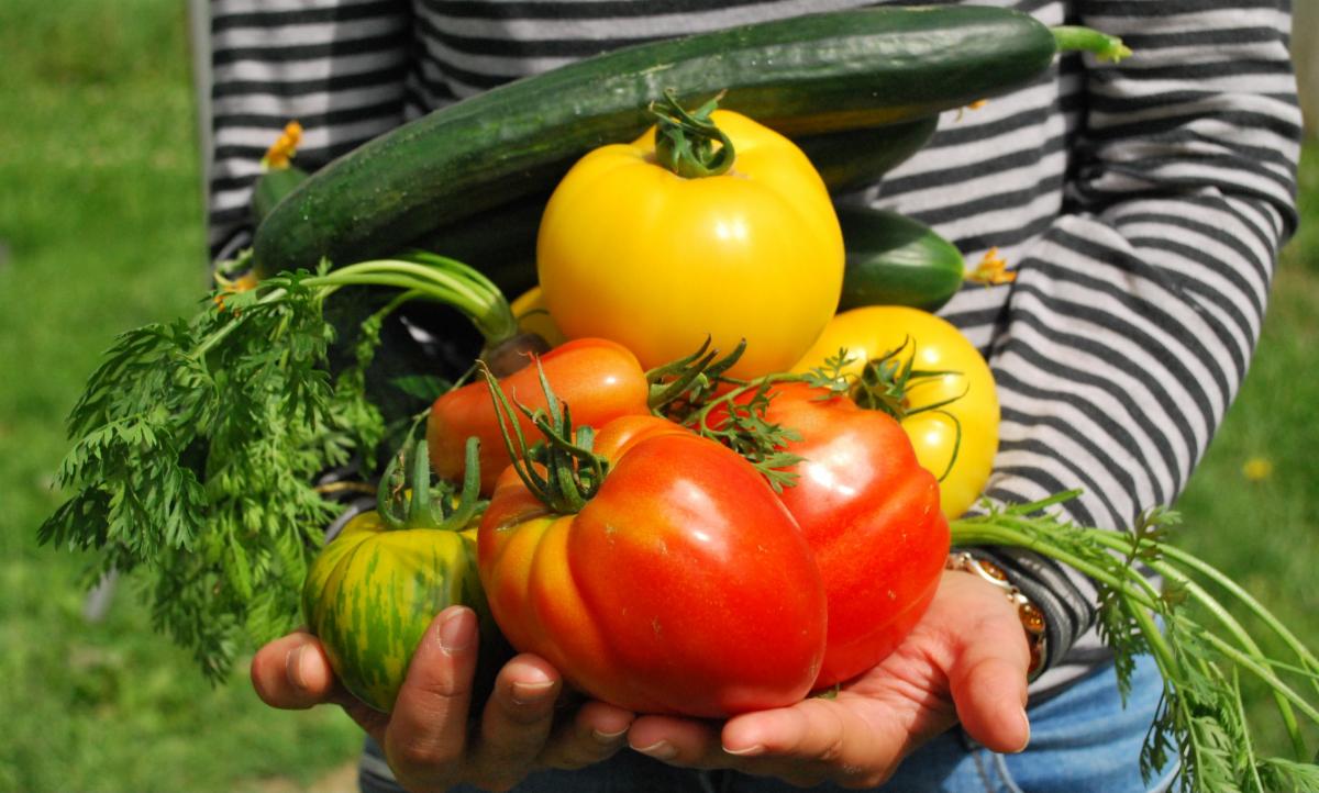 Person holding a group of ripe vegetables from the garden.