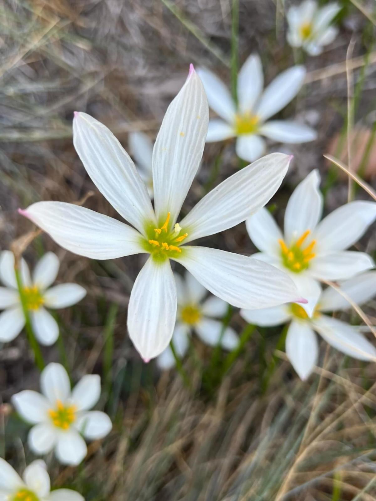 Photo of an Argentine rain lily in bloom.jpg