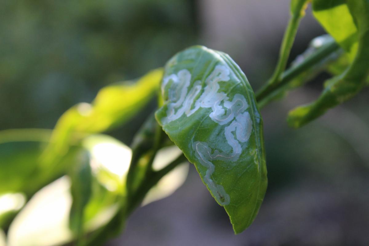 Close up of a citrus leaf with leaf miner infestation.