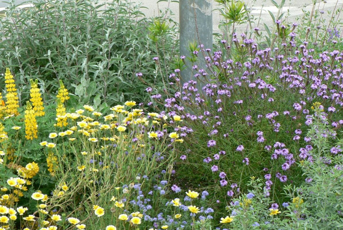 Photo of wildflowers in bloom.