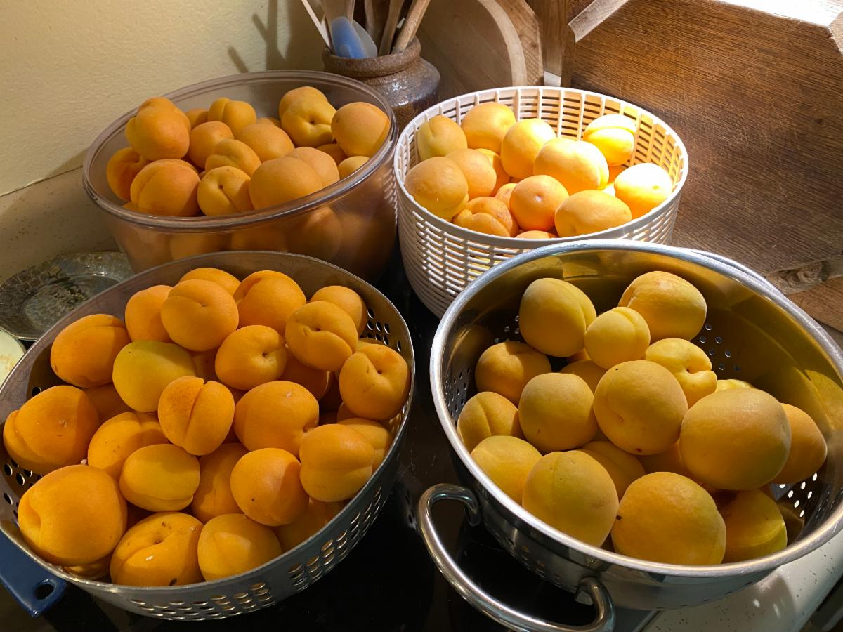 Dozens of fresh apricots just picked.