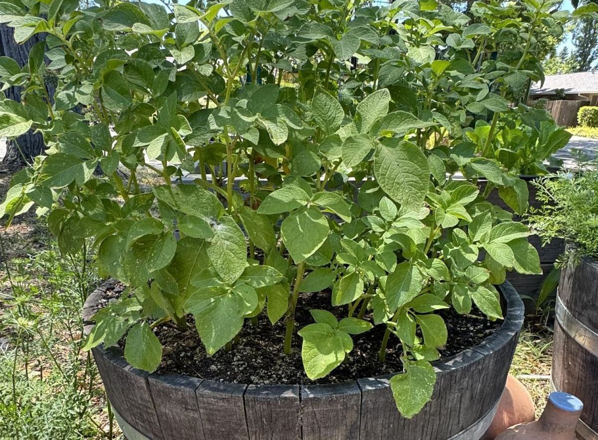 Bright green leaves of a potato plant in a half wine barrel.