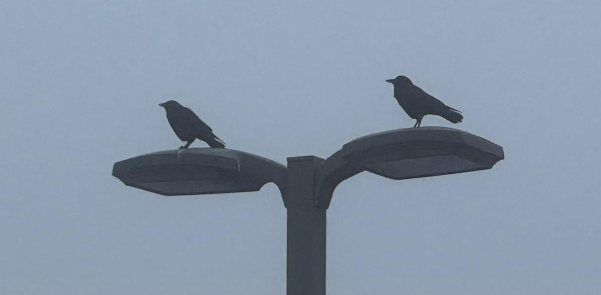 Photo of two crows perched on a street light.
