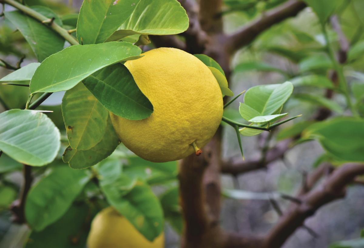 With proper care, grapefruit trees are dependable producers of fruit in the winter. 