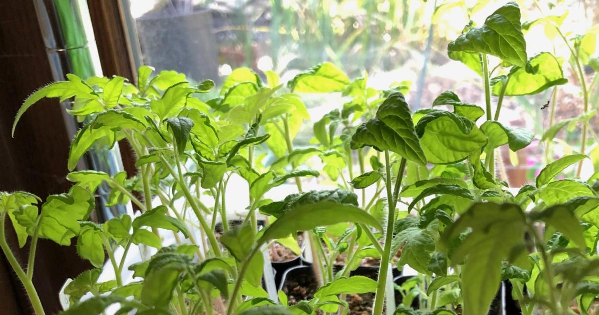 Photo showing a comparison of the potato leaf tomato and regular leaf tomato.