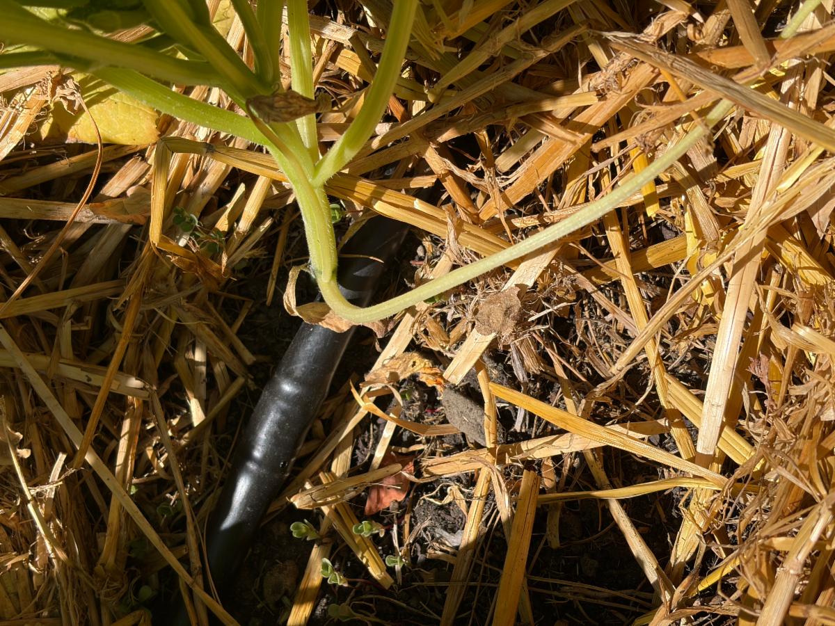 A black irrigation line peeking out from under a layer of straw mulch.