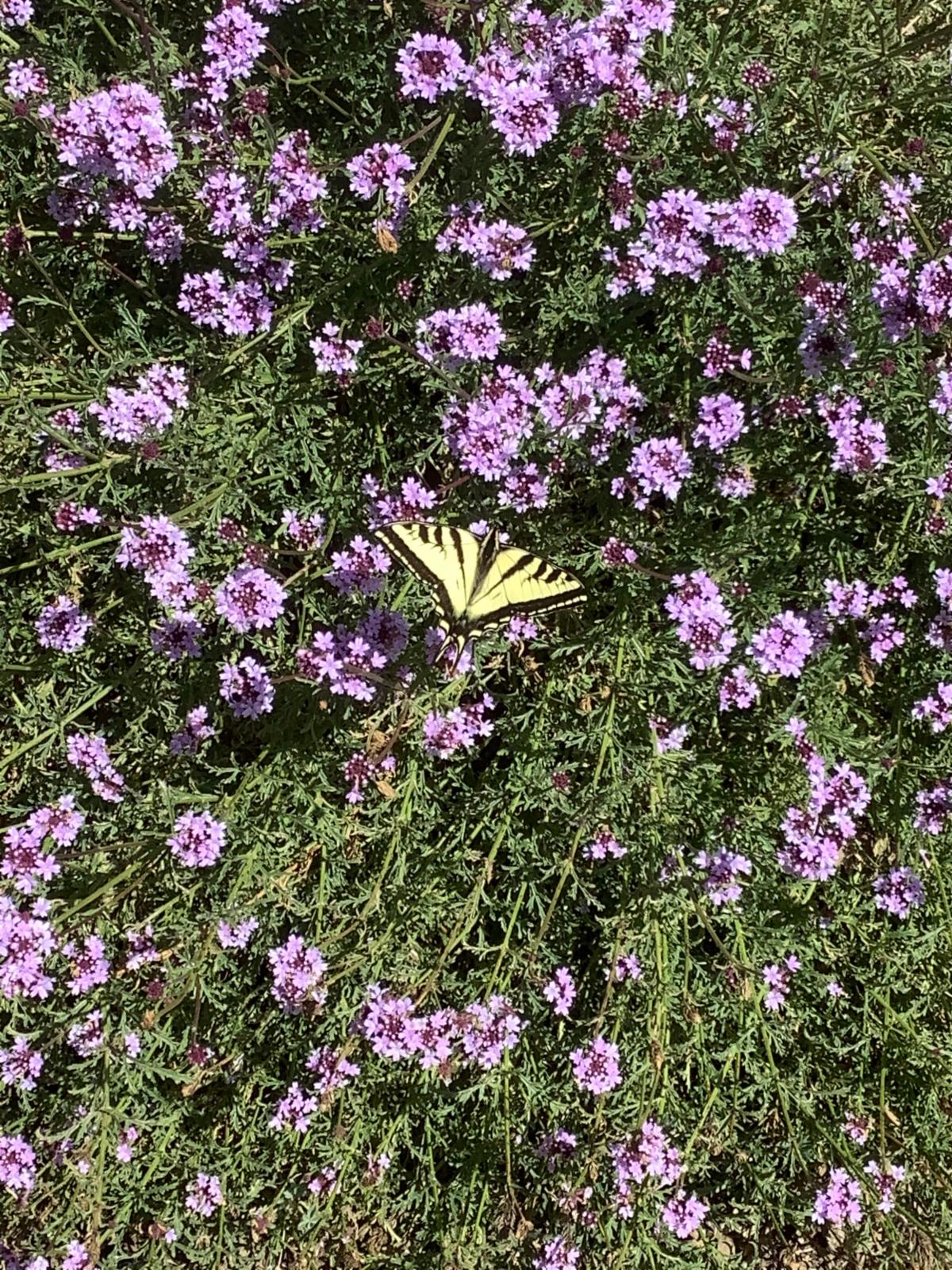 Photo of a black and yellow butterfly perched on verbina plant with pink blossoms. 