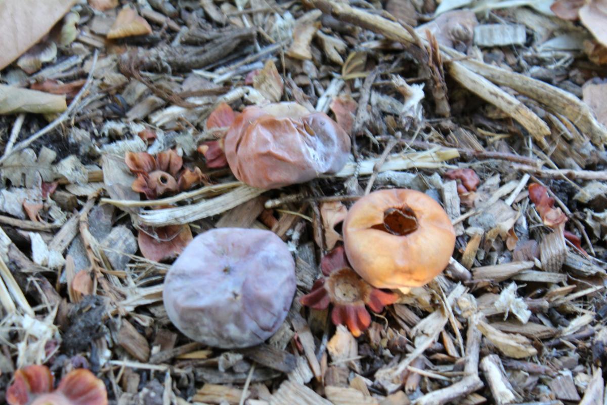 Unripe persimmon fall on the ground.