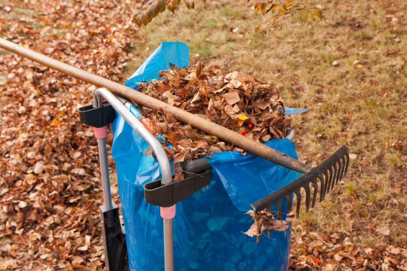 leaves for leaf collection.jpg